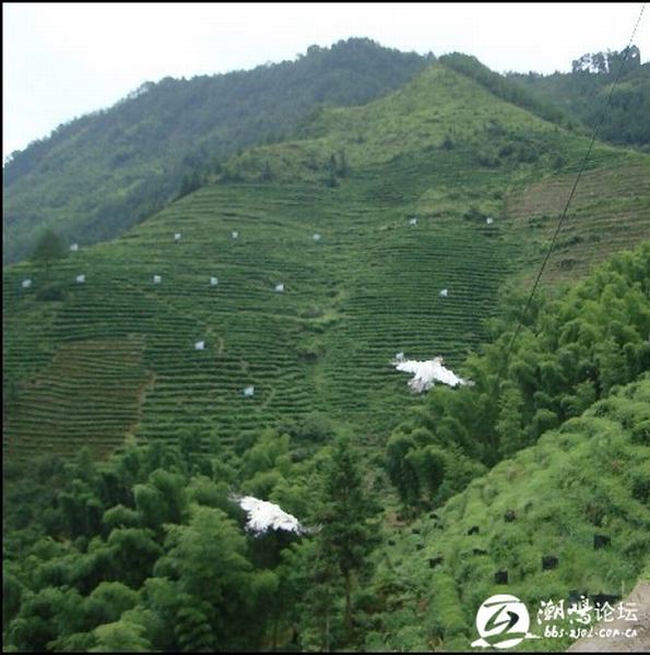 鹊山鸡 会飞的鸡