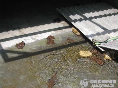 松阳成立首个农民石蛙养殖合作社(图)--松阳新闻网