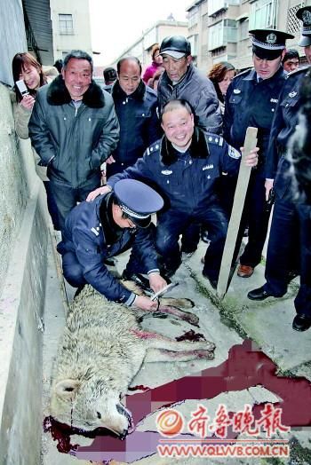 山东滕州发生五起大灰狼咬伤村民事件 已被警方击毙